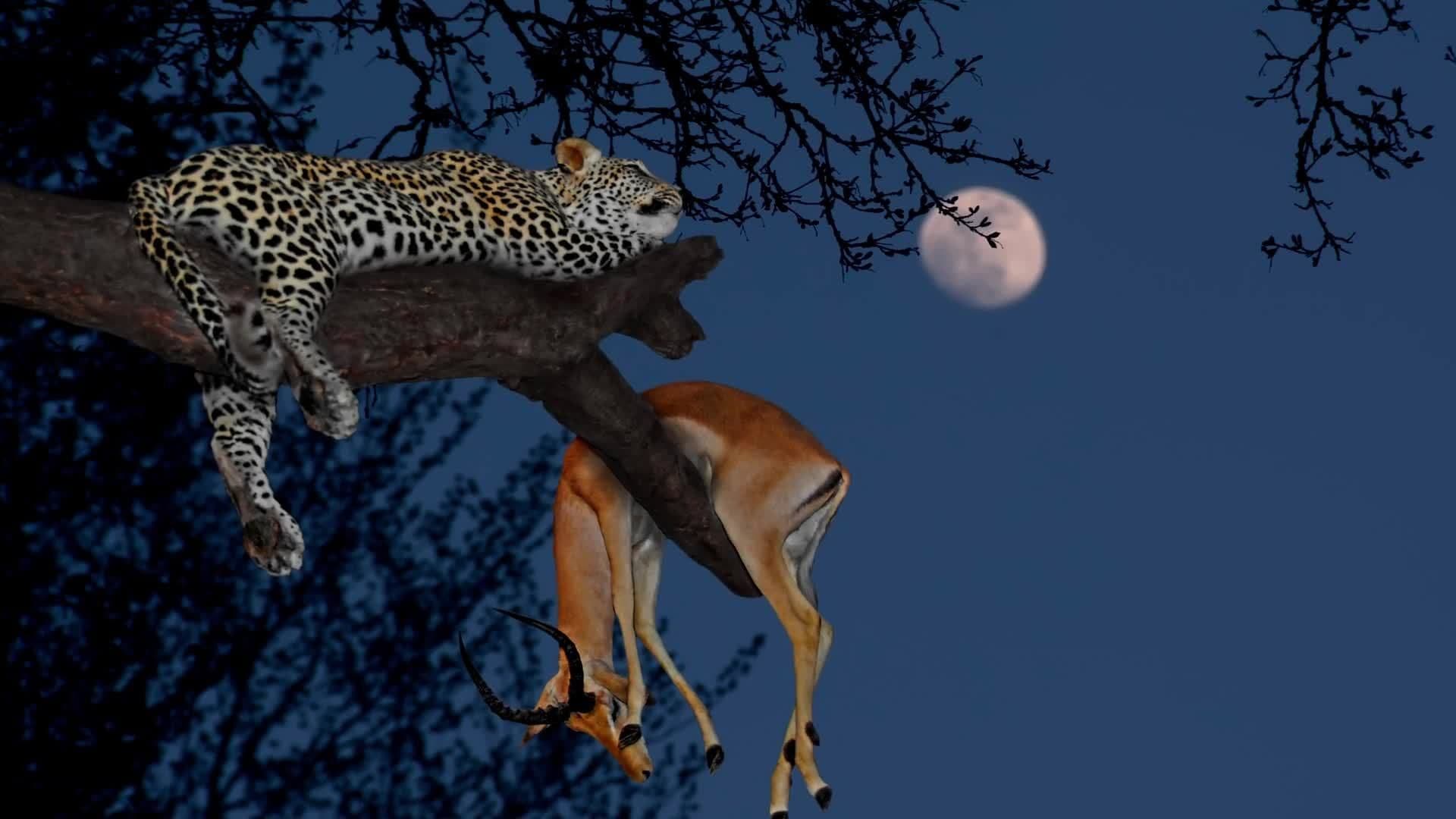 Science Kids: Lions, Tigers and Other Big Cats