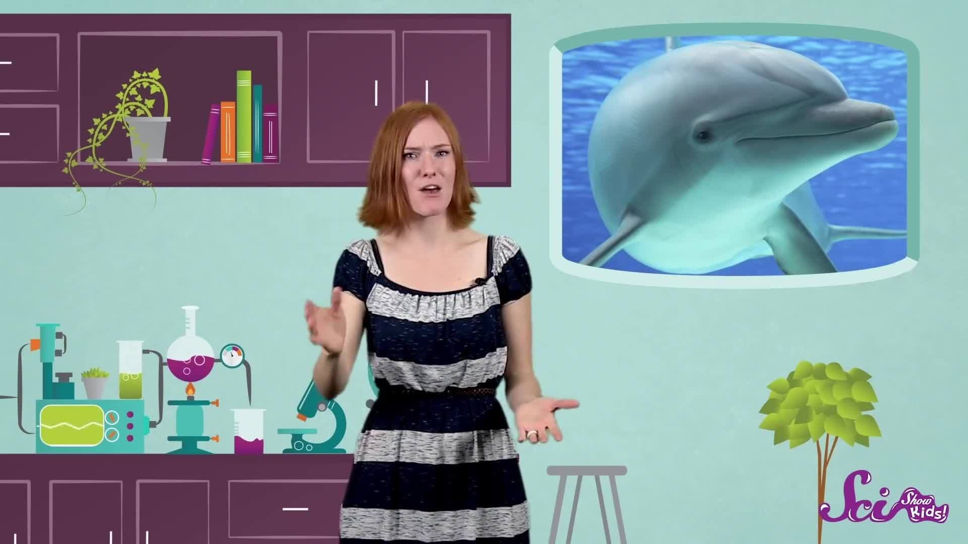 5 Reasons Why Dolphins Are Awesome