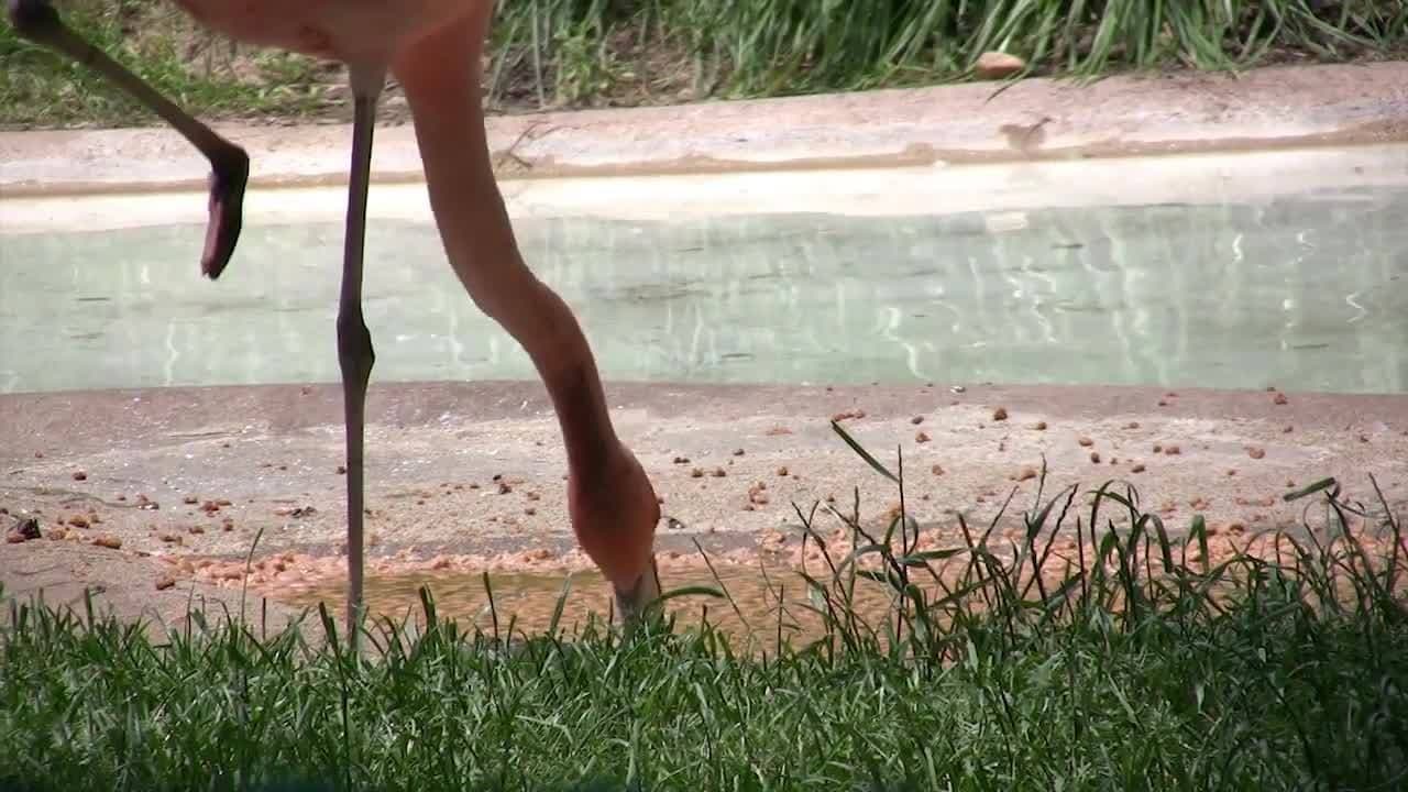 Flamingos! Fun Flamingo Facts for Kids