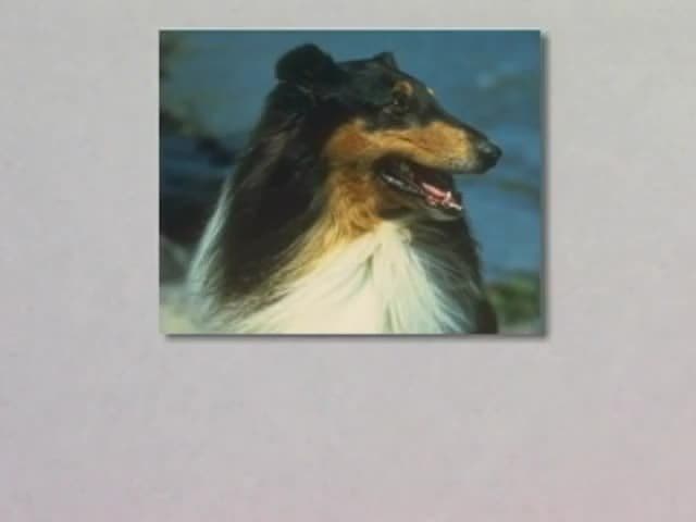 Animals, Birds & Fish: Pictures and names