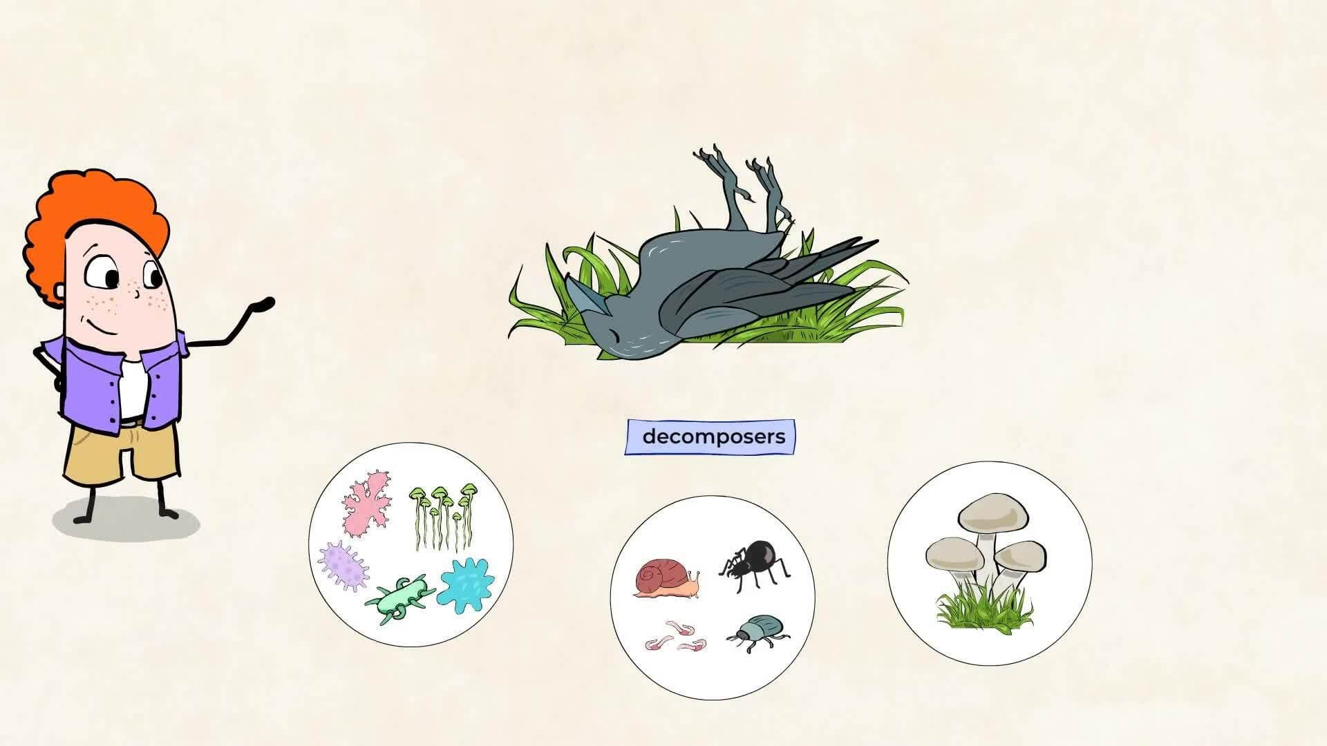 Understanding Movement of Matter through the Ecosystem