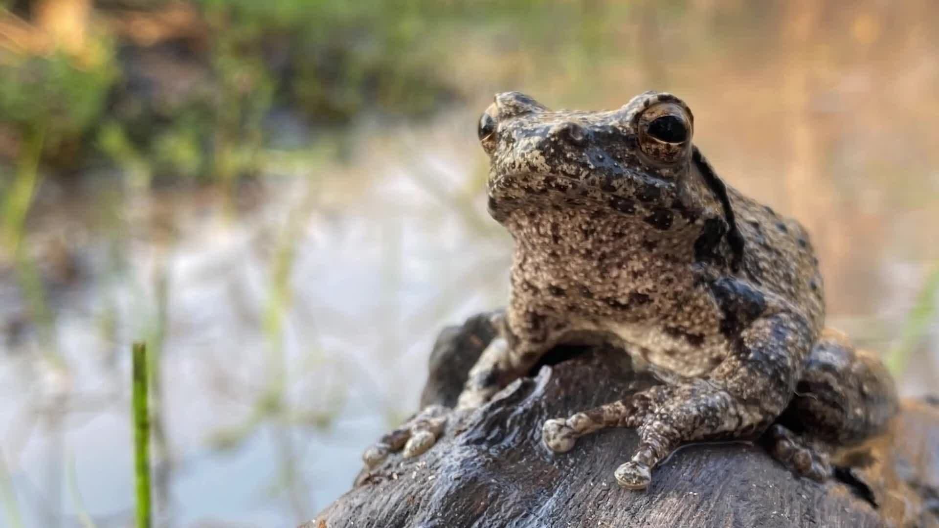 On Safari With Nala - Tree Frog