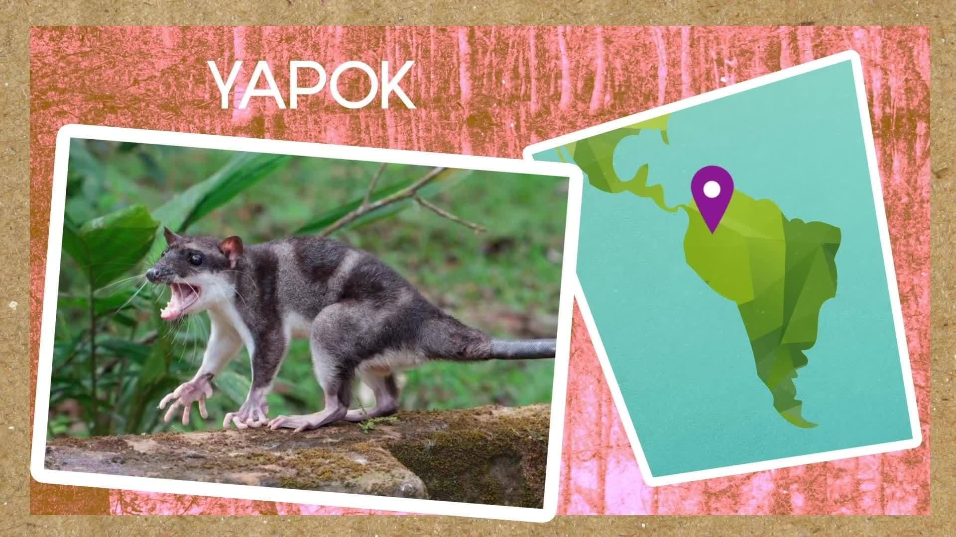 Why Do Kangaroos Have Pouches? Animal Science for Kids