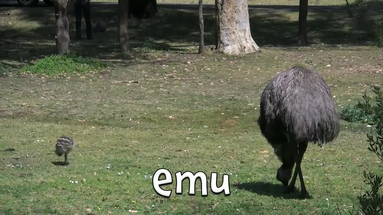 Wild Baby Animals for Kids