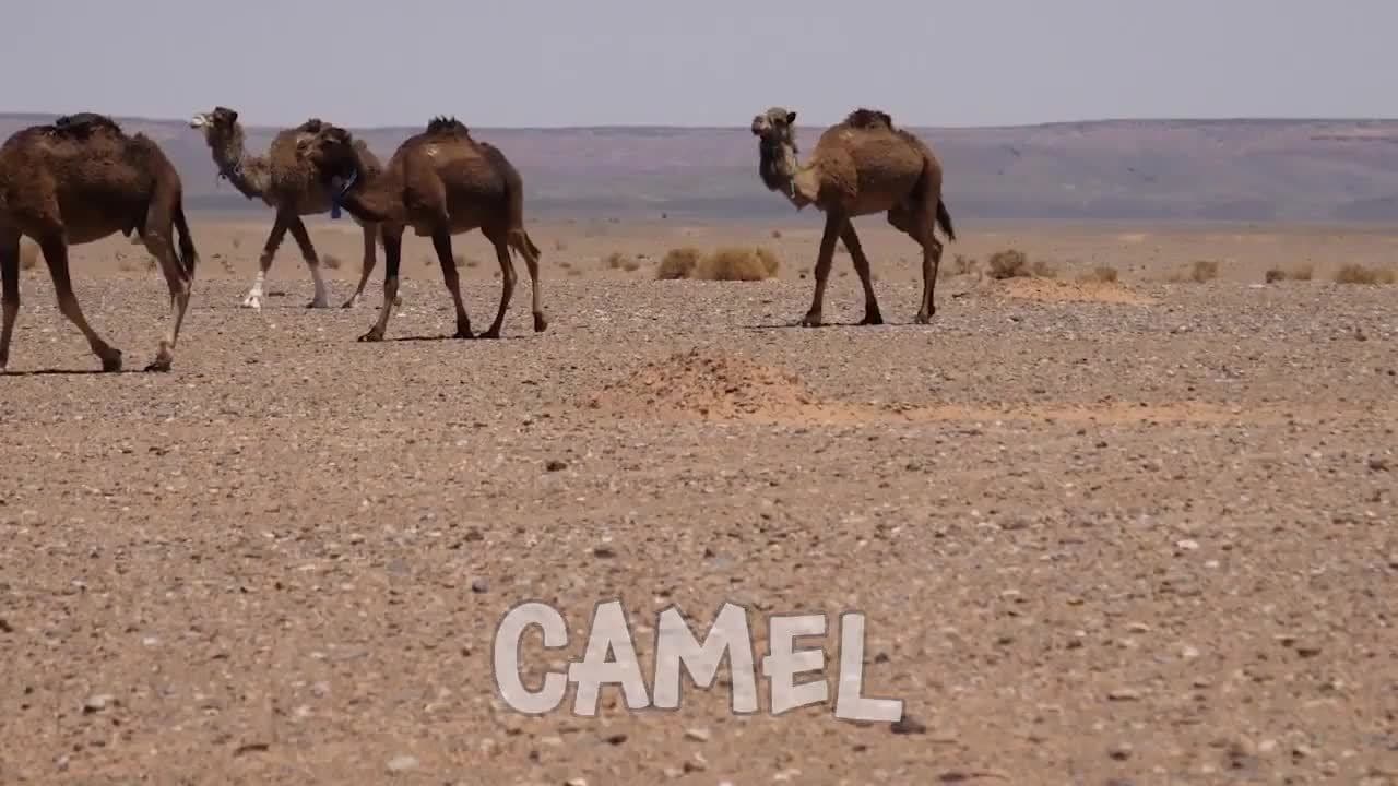 Desert Animals! Learning the Names of Animals that Live in the Desert