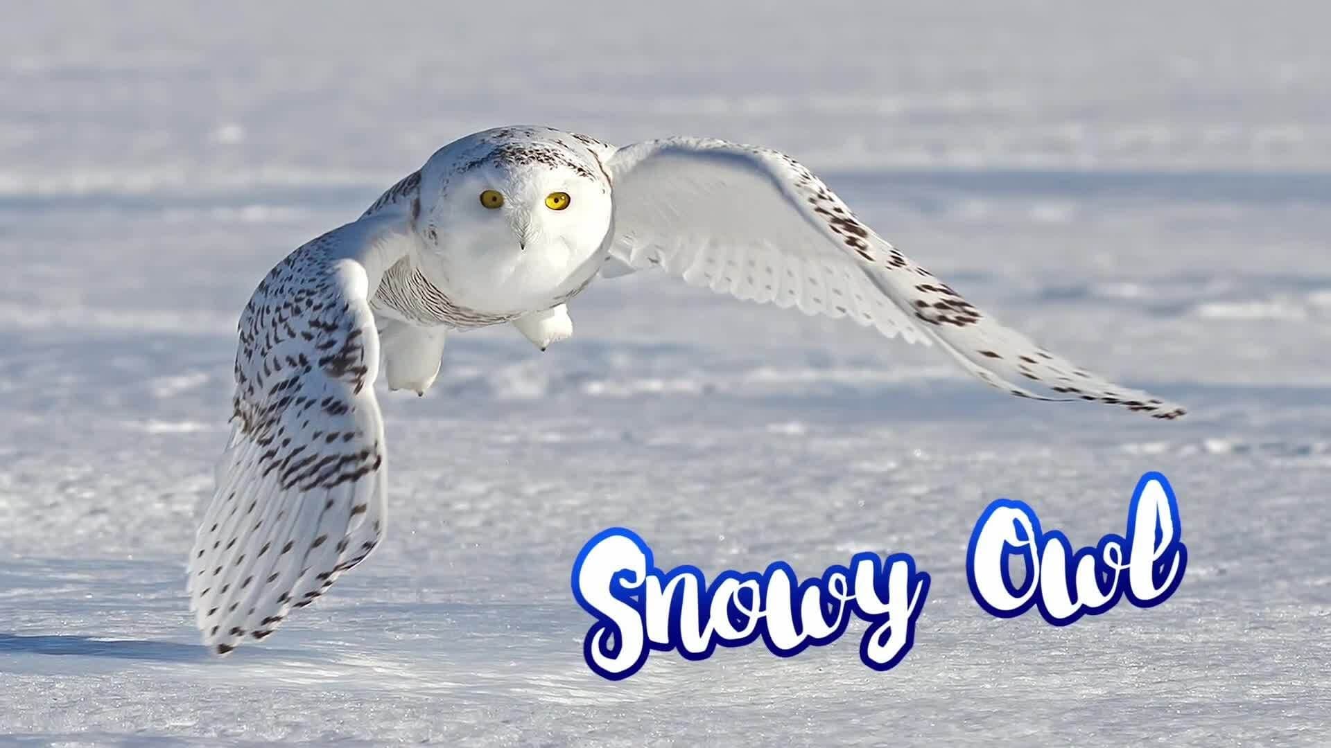 Endangered Owls and Conservation