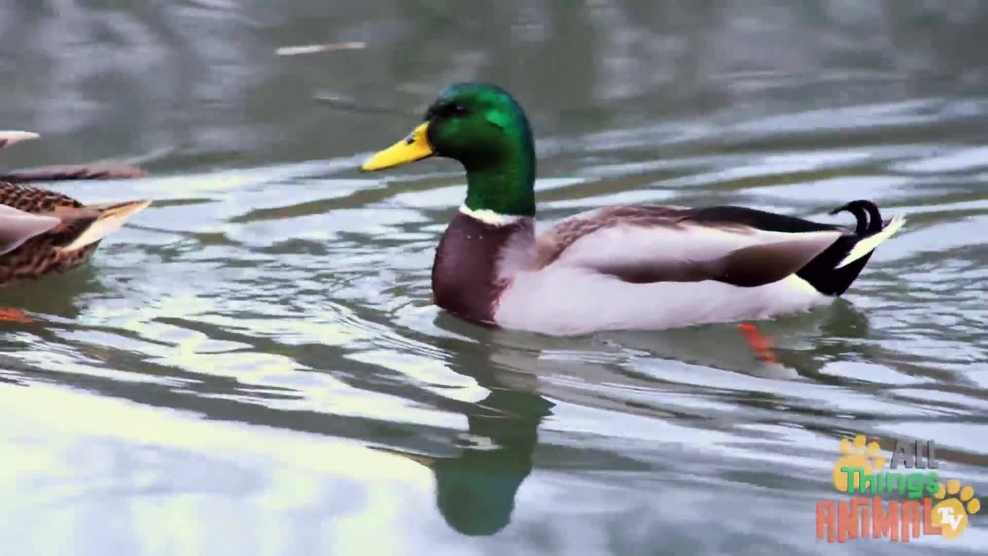 Duck Tales: An Introduction to the Wonderful World of Ducks