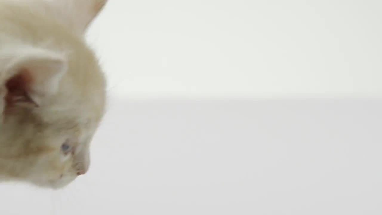 Kitten Facts for Kids!