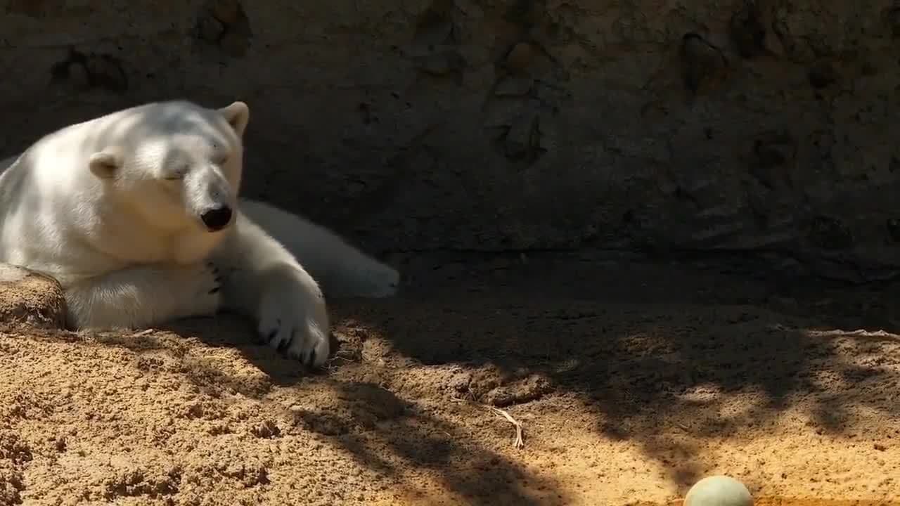 Polar Bears! Learn Fun Polar Bear Facts for Children