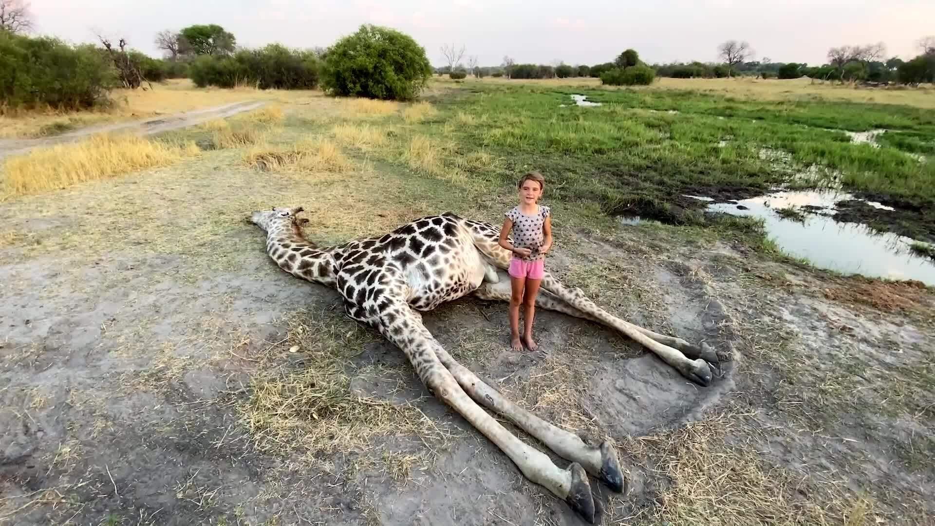 On Safari with Nala - Circle of life