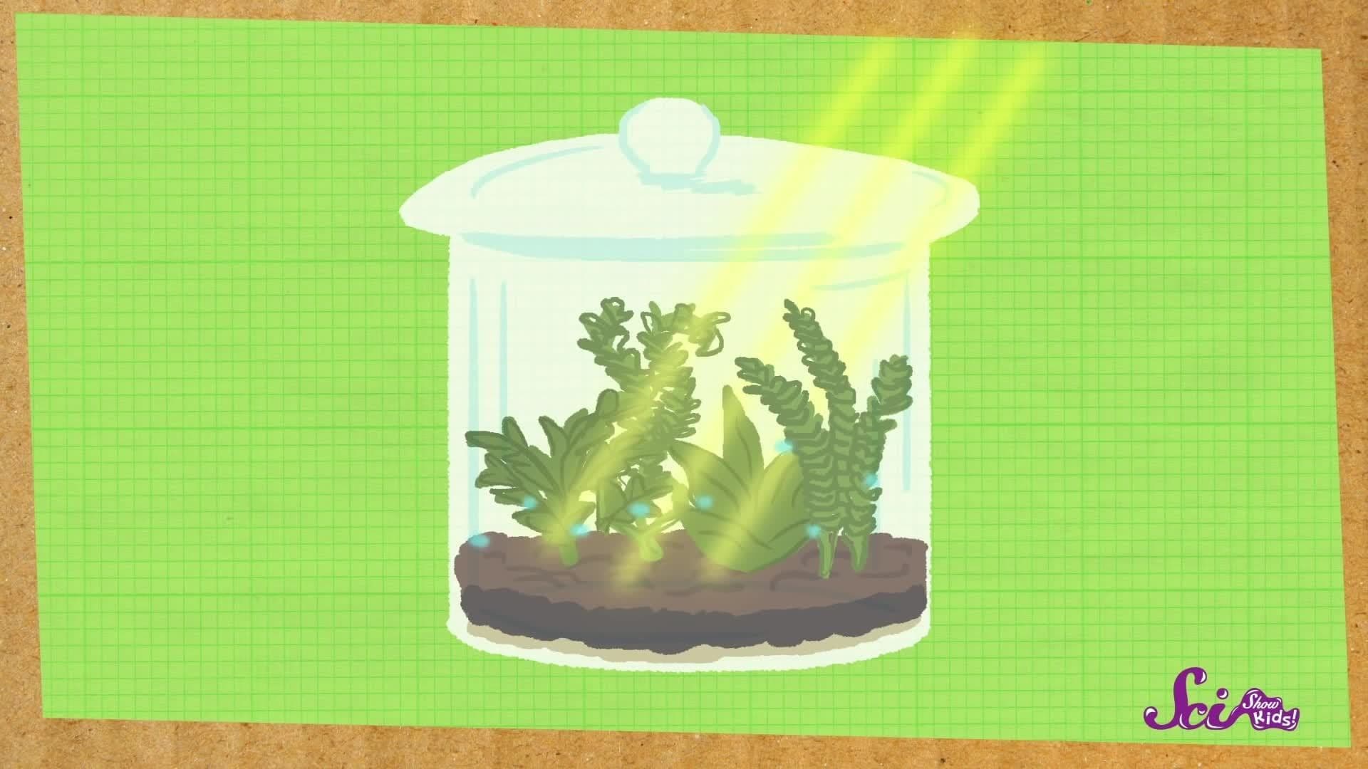 Build a Tiny Plant World! Science Project for Kids