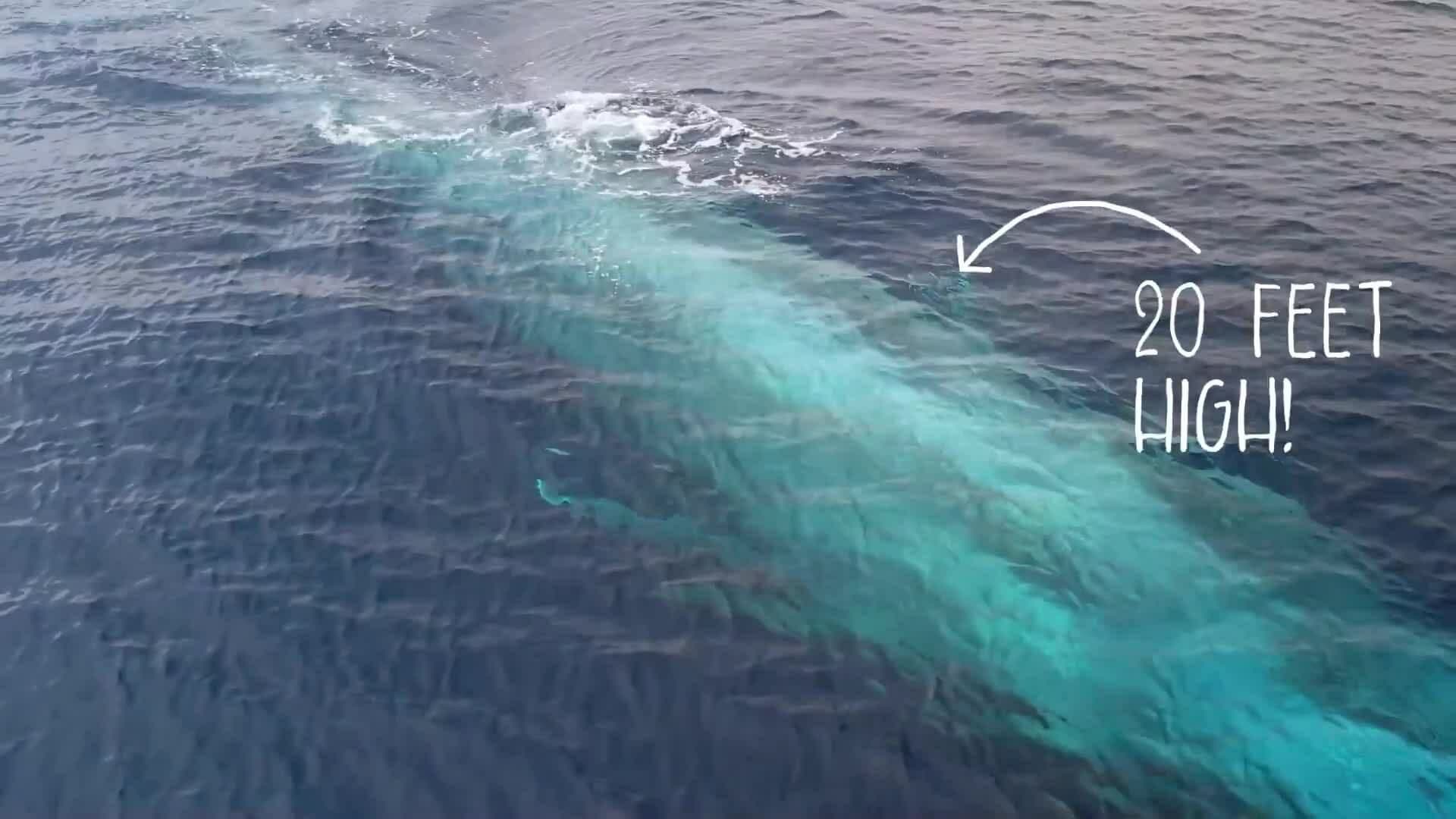 High Five Facts - Whales