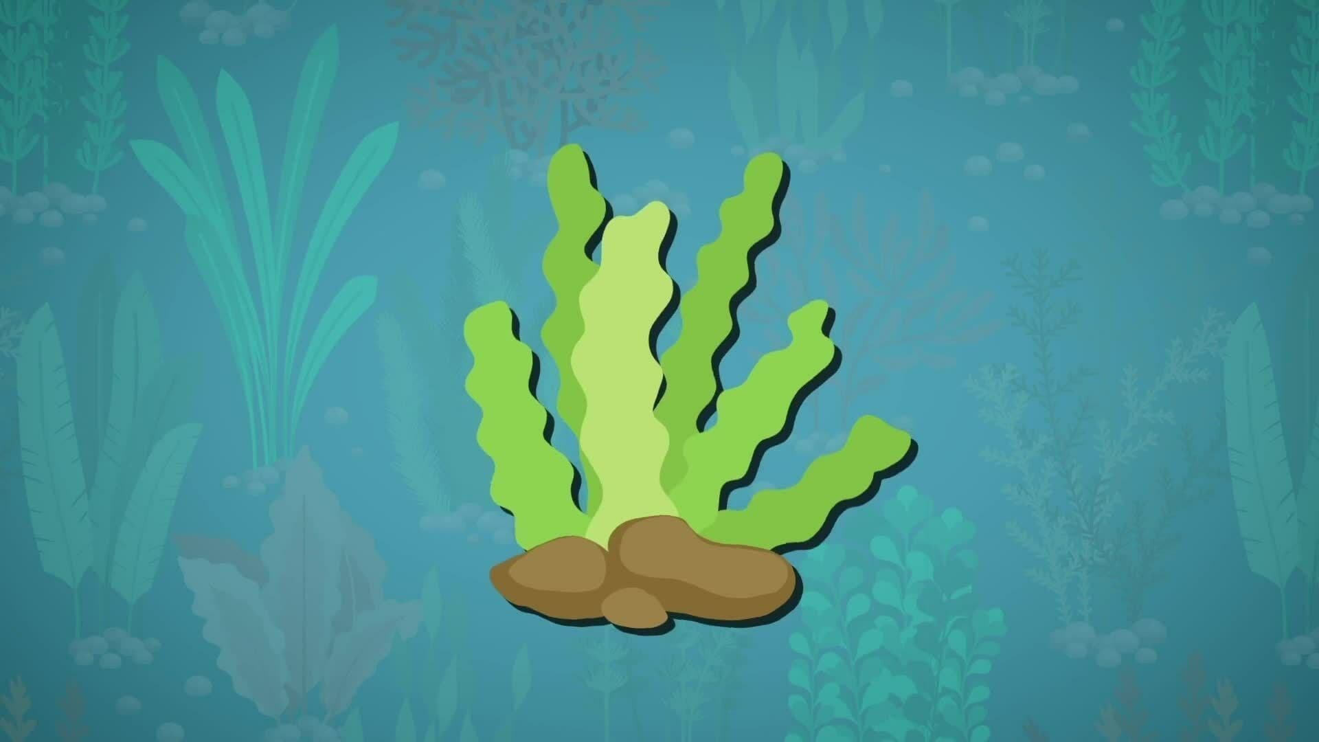 I WONDER - What Uses Do Aquatic Plants Have?