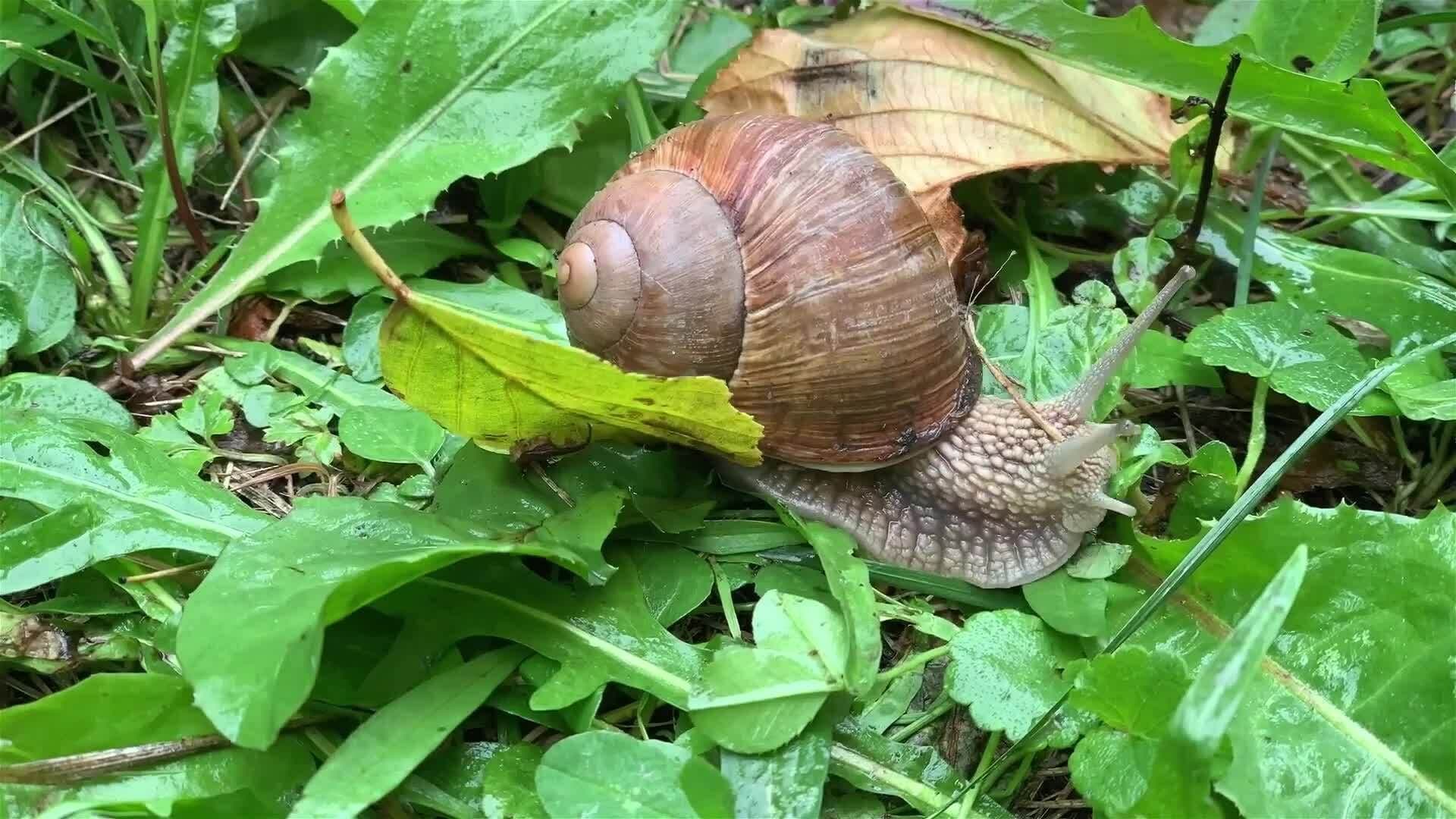 I WONDER - How Do Mollusks Protect Themselves?