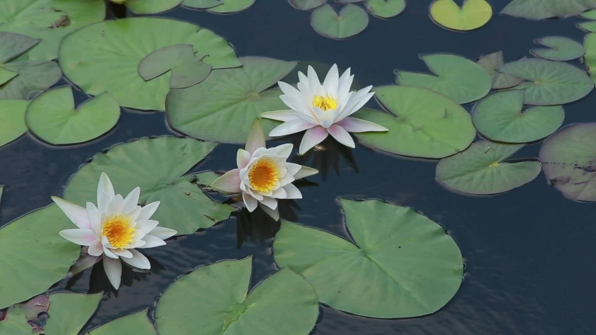 High Five Facts - Aquatic Plants