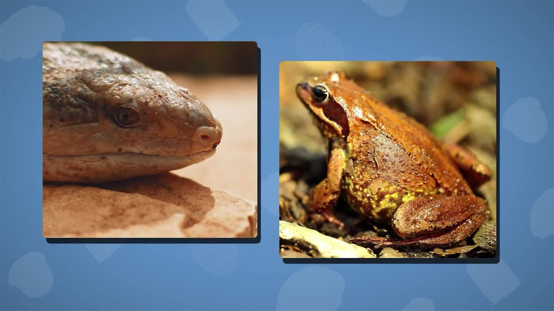 I WONDER - How Do Animals Use Their Tongues?