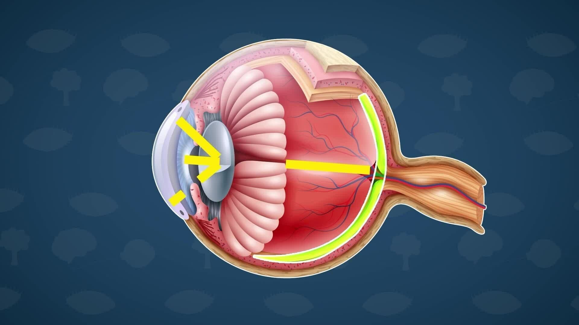 How Does it Work? - Eye