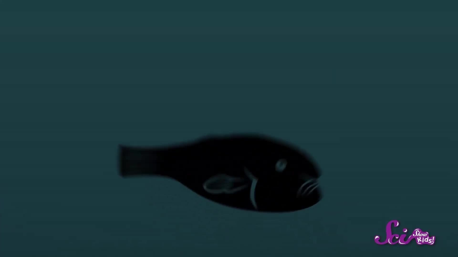 Blobfish: The World's Ugliest Animal | Biology for Kids | SciShow Kids