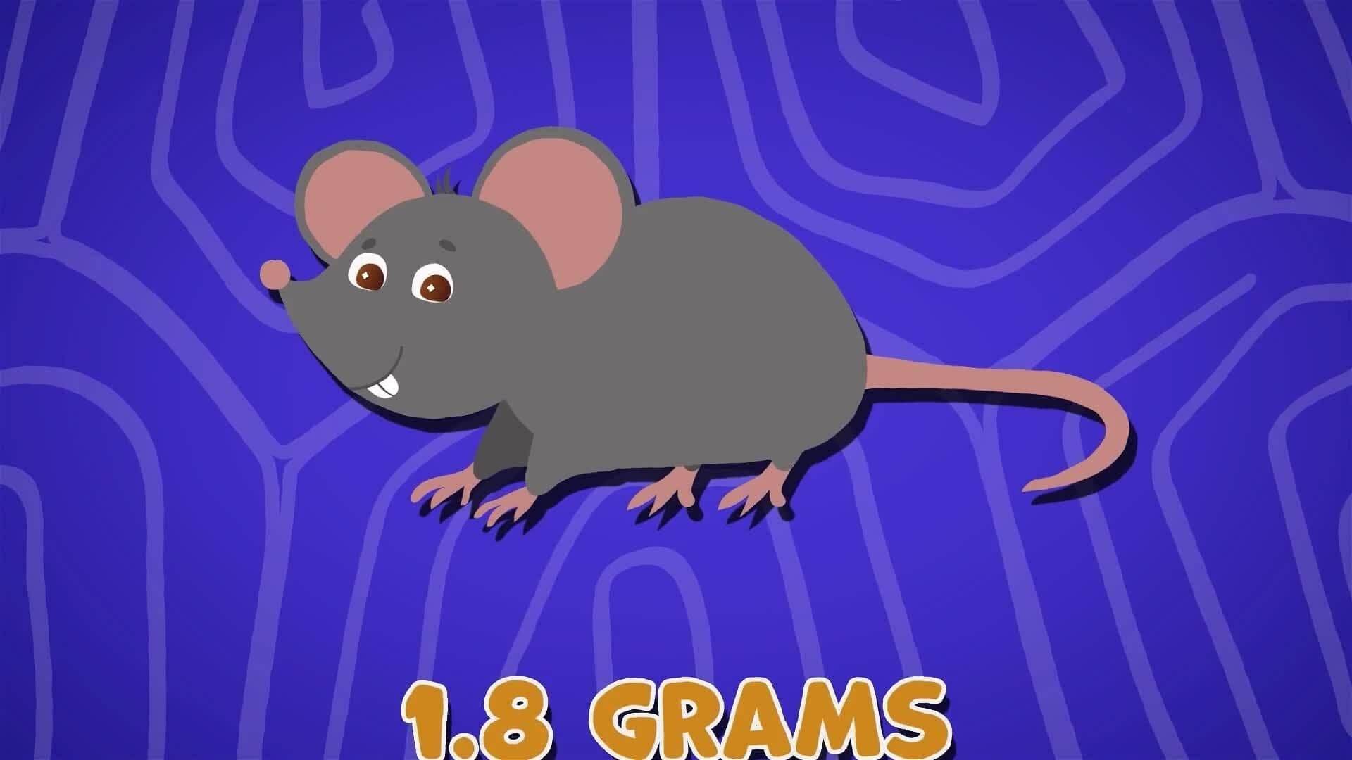 I WONDER - What Is The Smallest Mammal In The World?