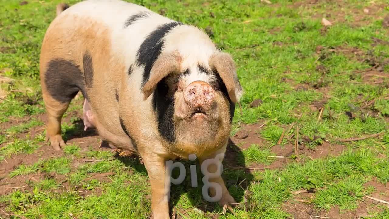 Mammal Sounds for Kids