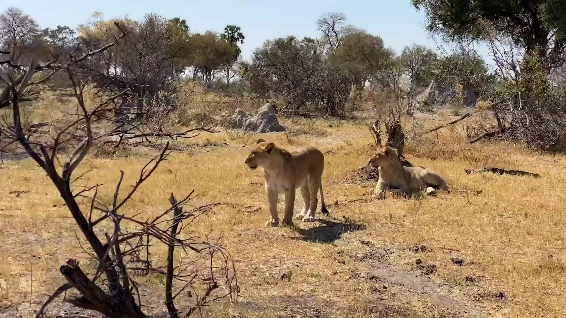 On Safari with Nala - African Lion