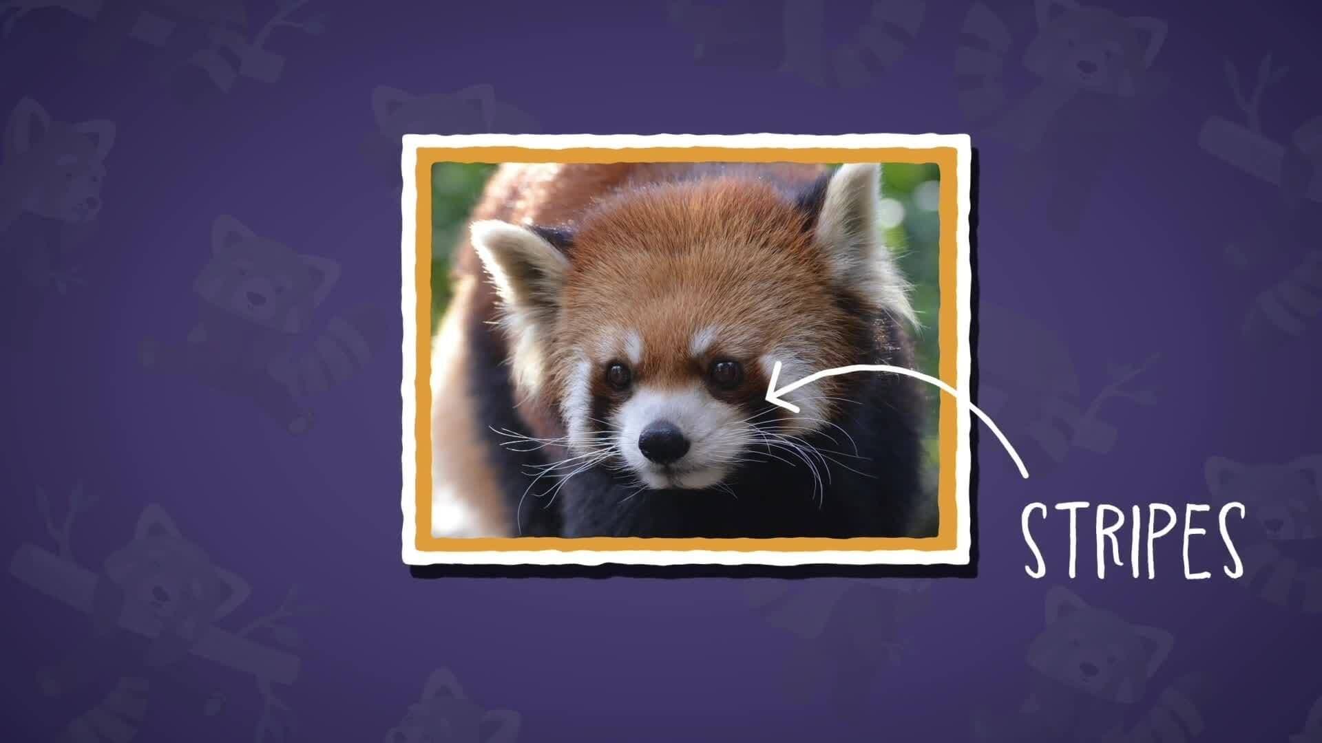 I WONDER - Why Do Red Pandas Have Stripes On Their Faces?