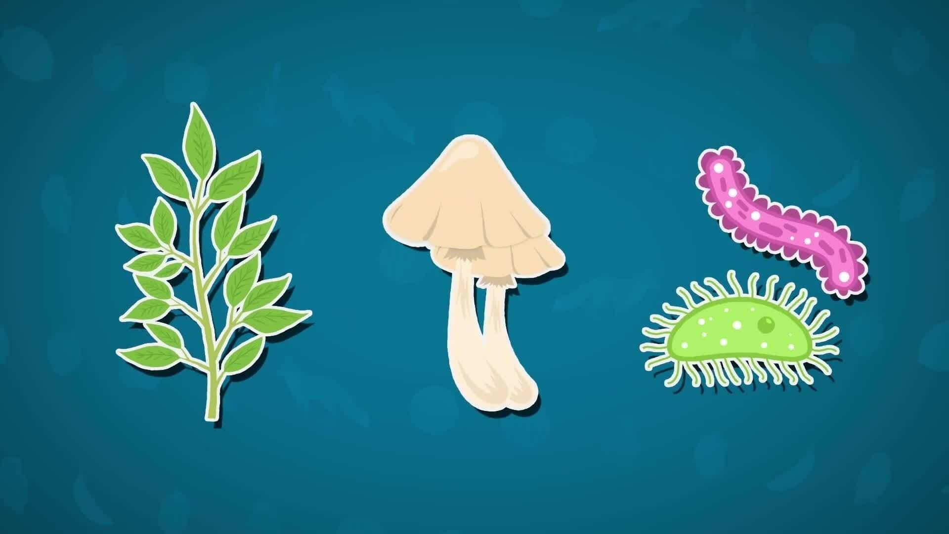 High Five Facts - Food Webs