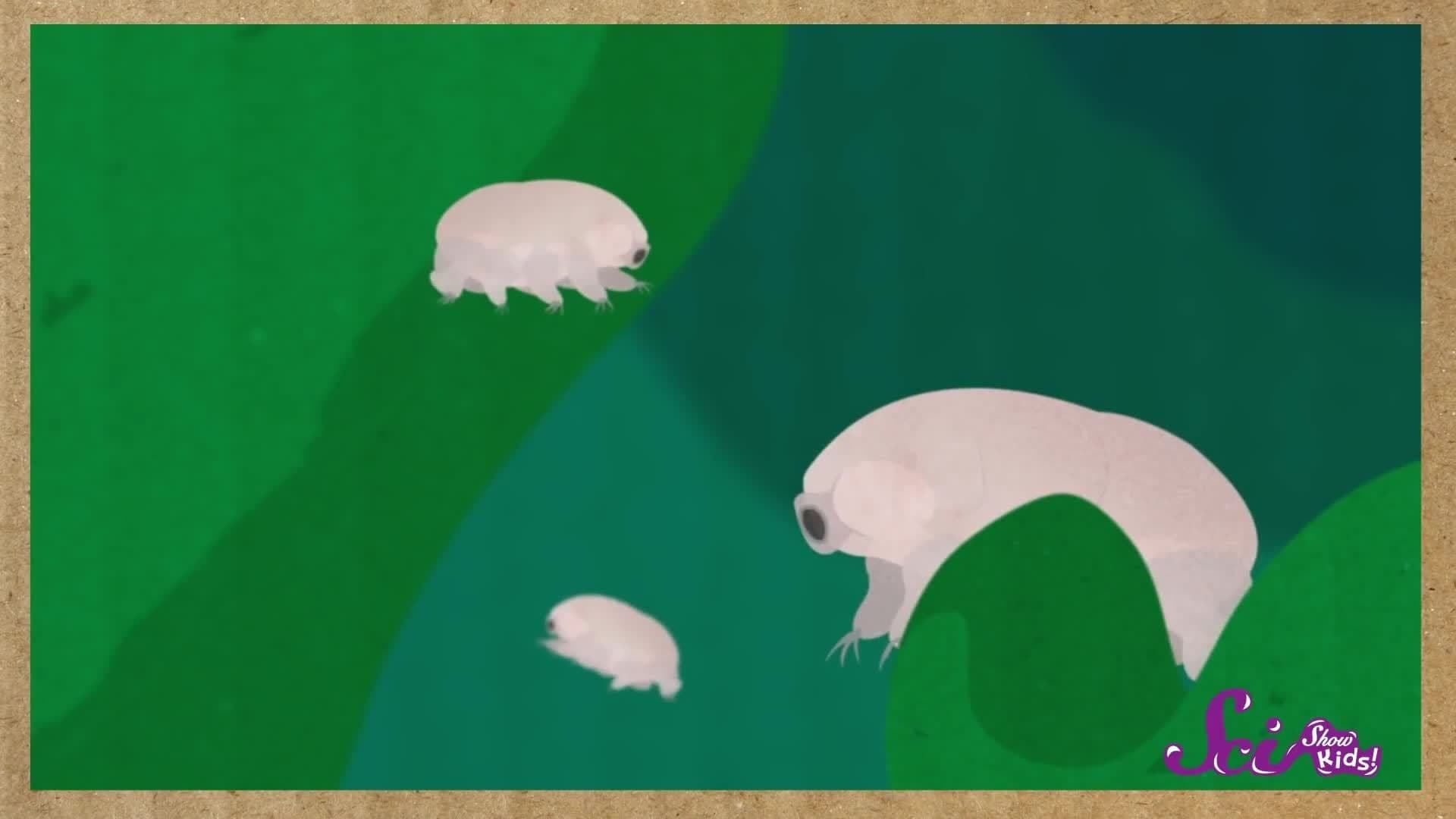 Meet the Microanimals!