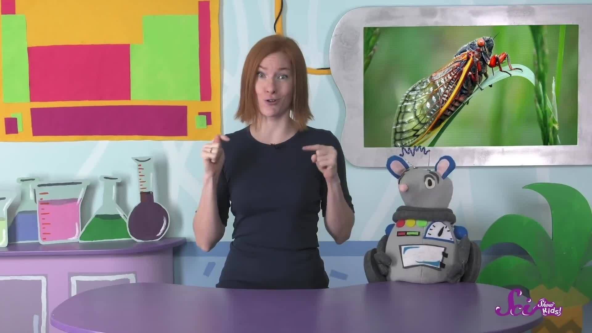 The Loudest Bugs in the World