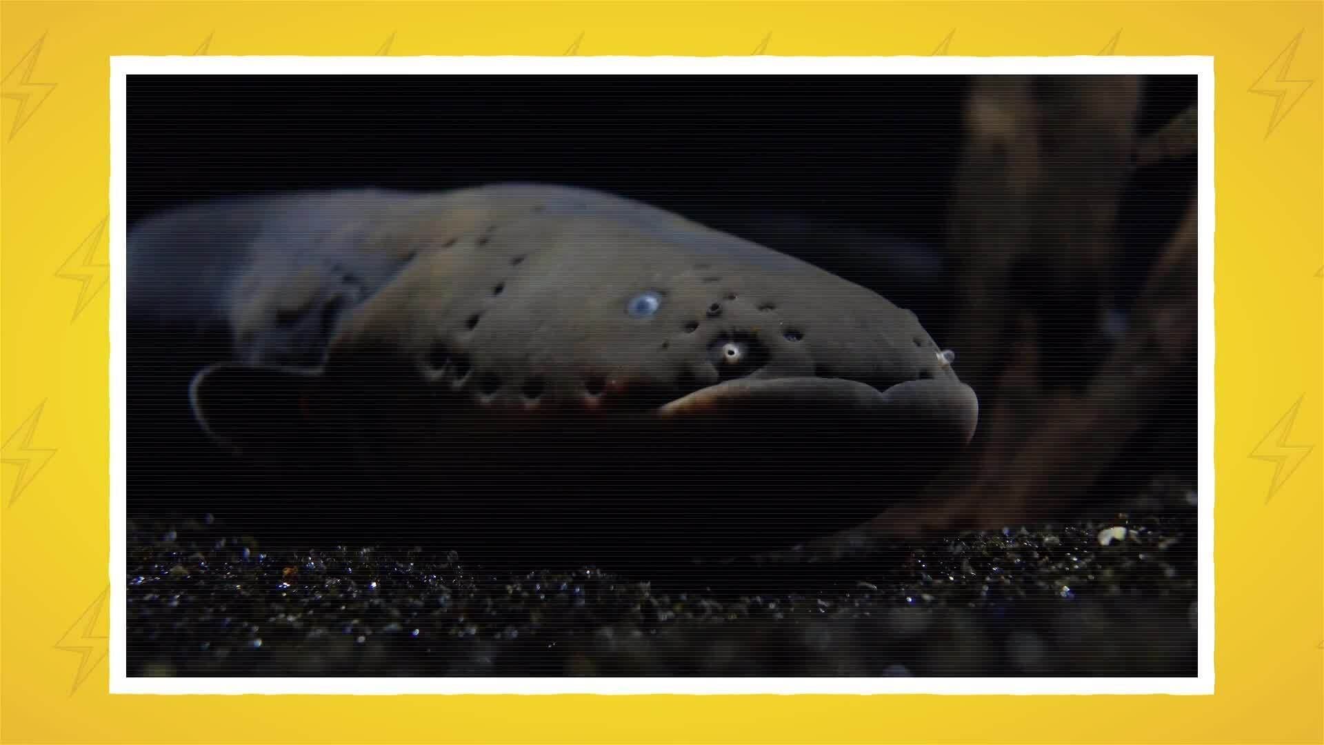 I WONDER - Are Electric Eels The Only Electric Animals?