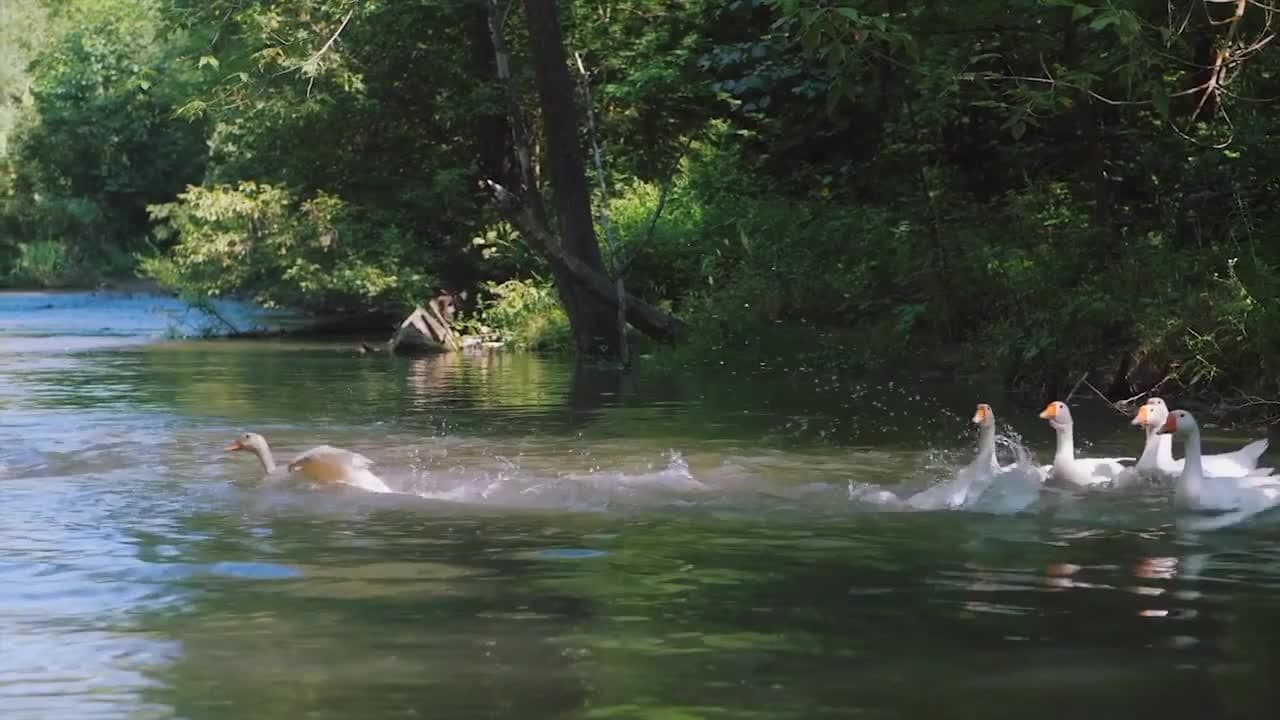 Ducks! Duck Facts for Kids and Toddlers