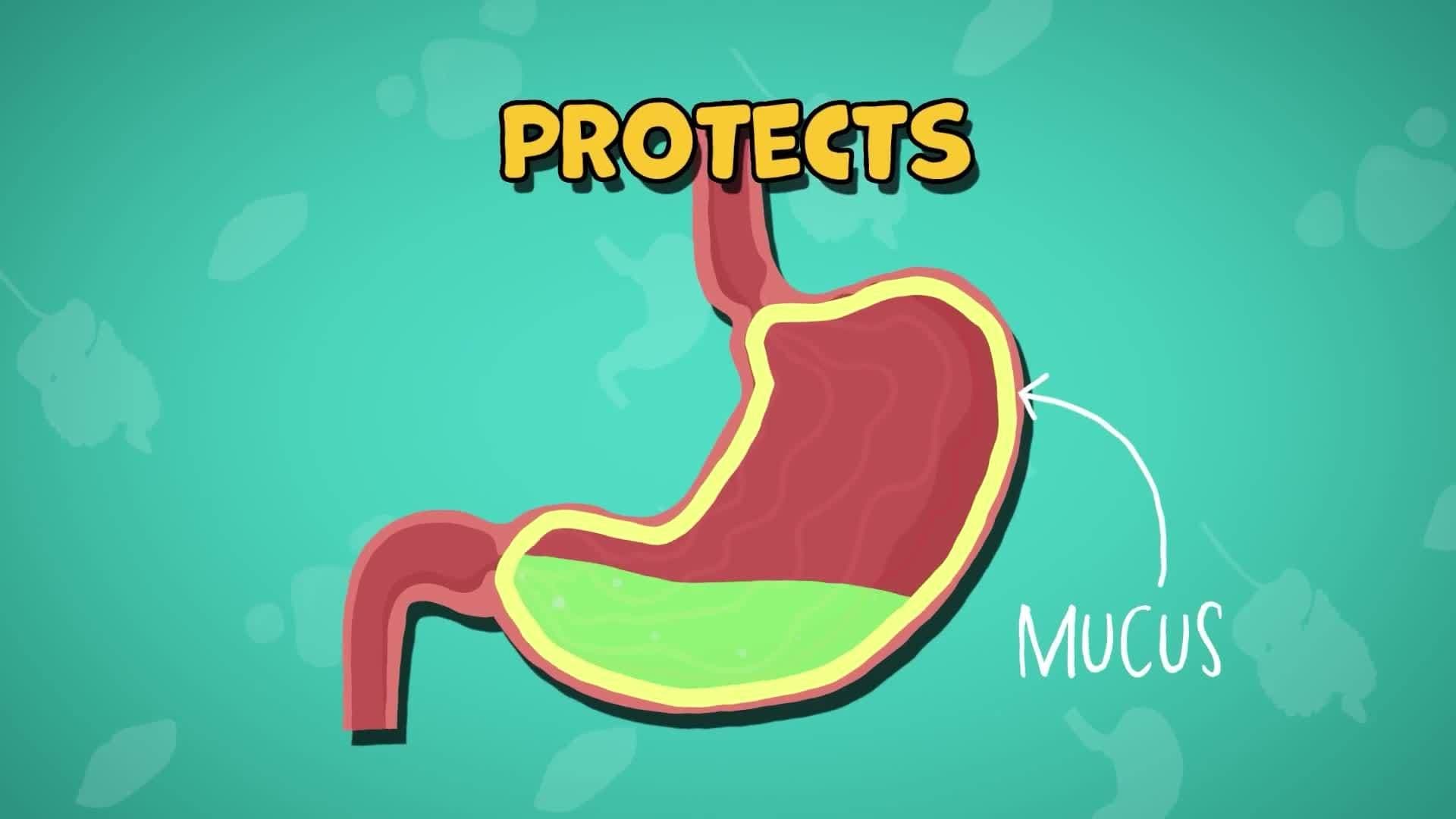 Five Facts - Digestive System