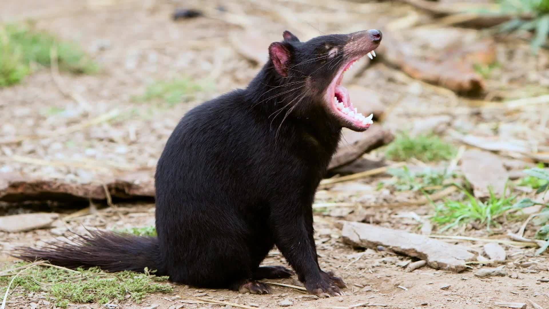 Science Kids: Biodiversity