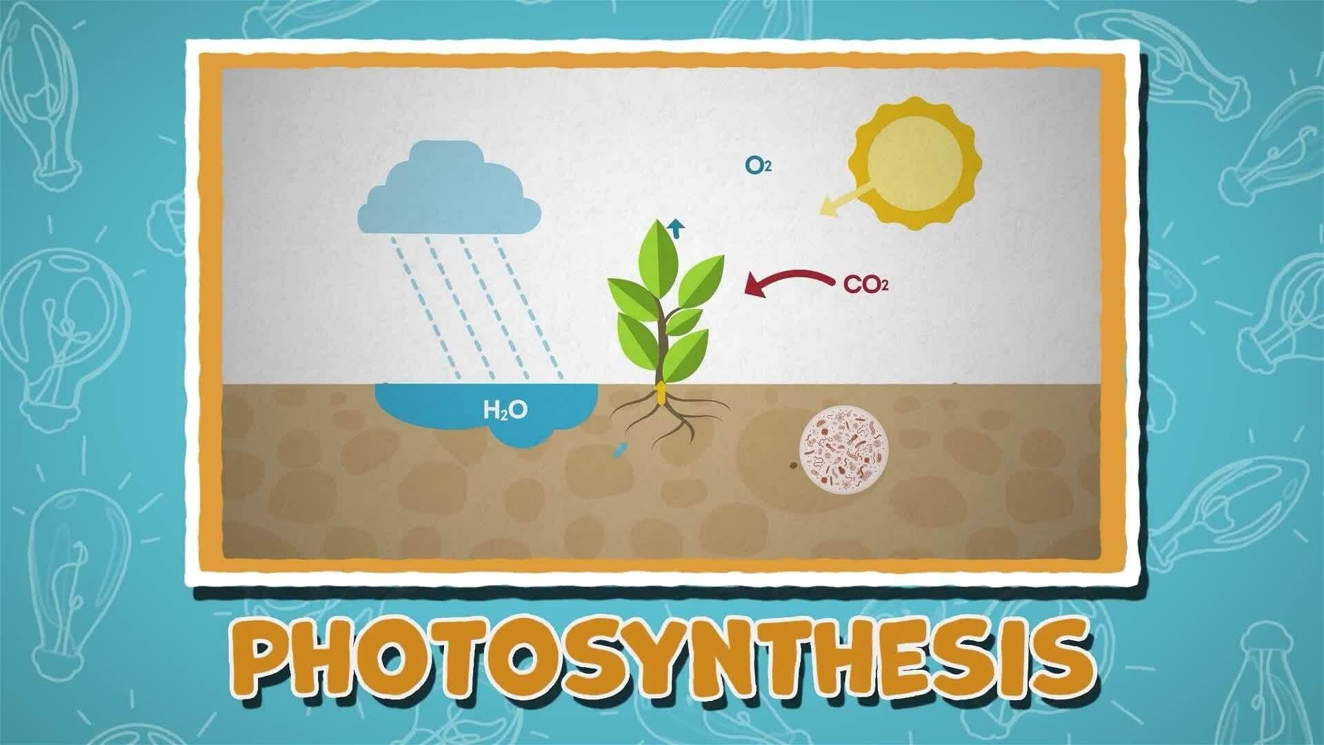 I WONDER - How Do Plants Make Food?