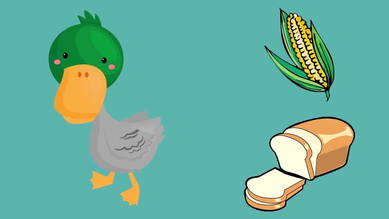 What do Farm Animals Eat?