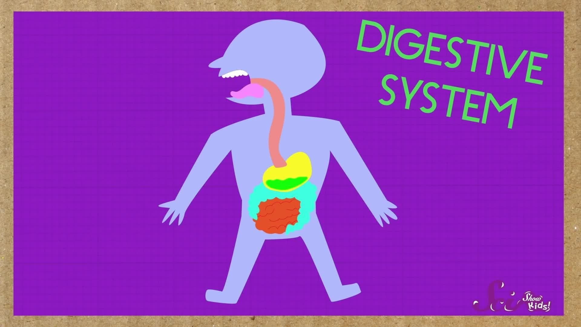 Why Do We Burp?