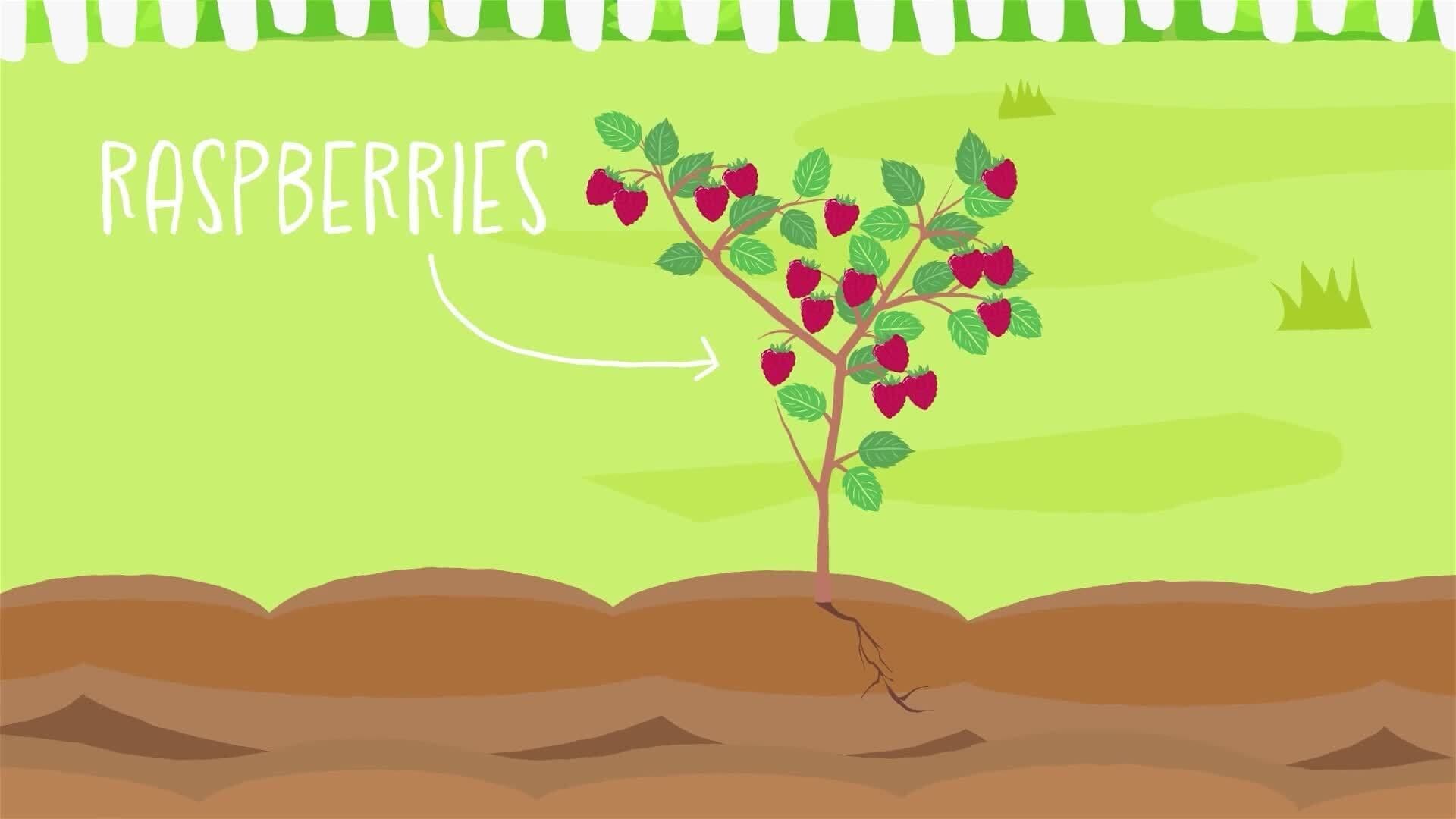 I WONDER - How Do Raspberries Grow?
