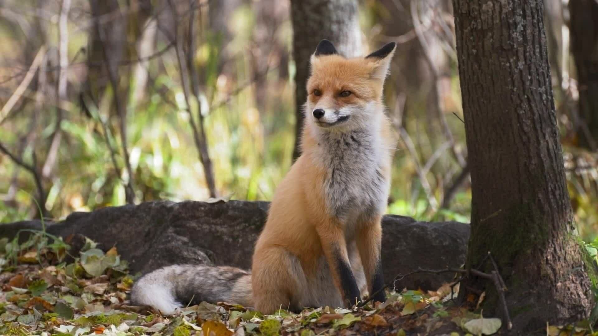 I WONDER - Where Do Foxes Live?