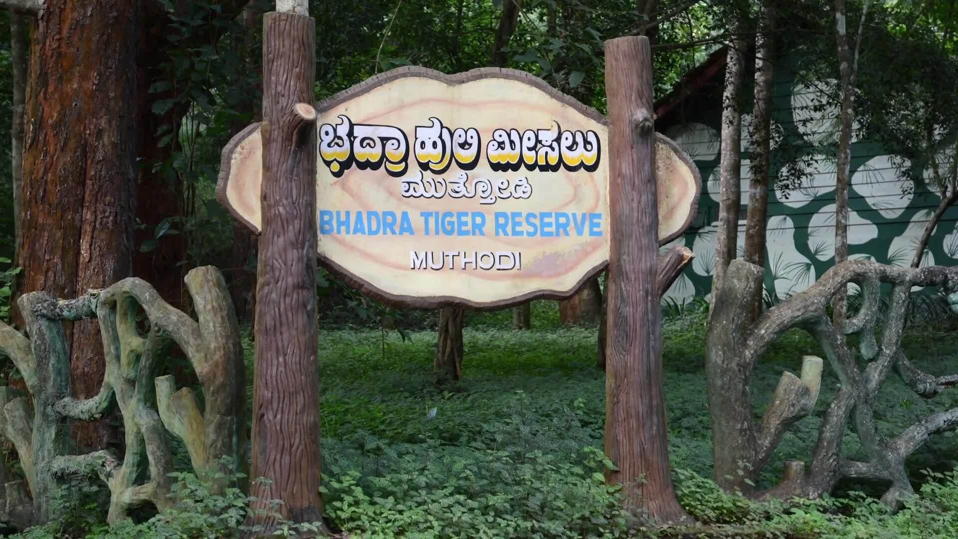 Saving Big Cats: How We Can Help