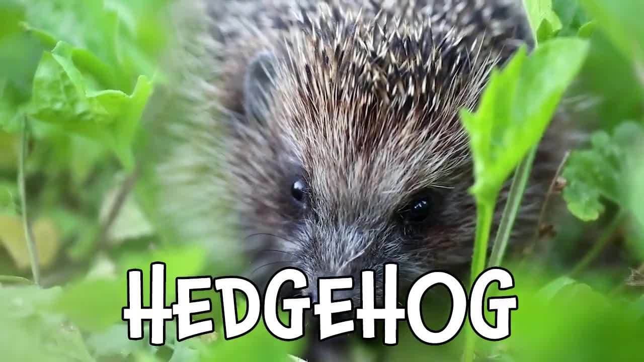 Woodland Creatures! Cutest Forest Animals for Kids!