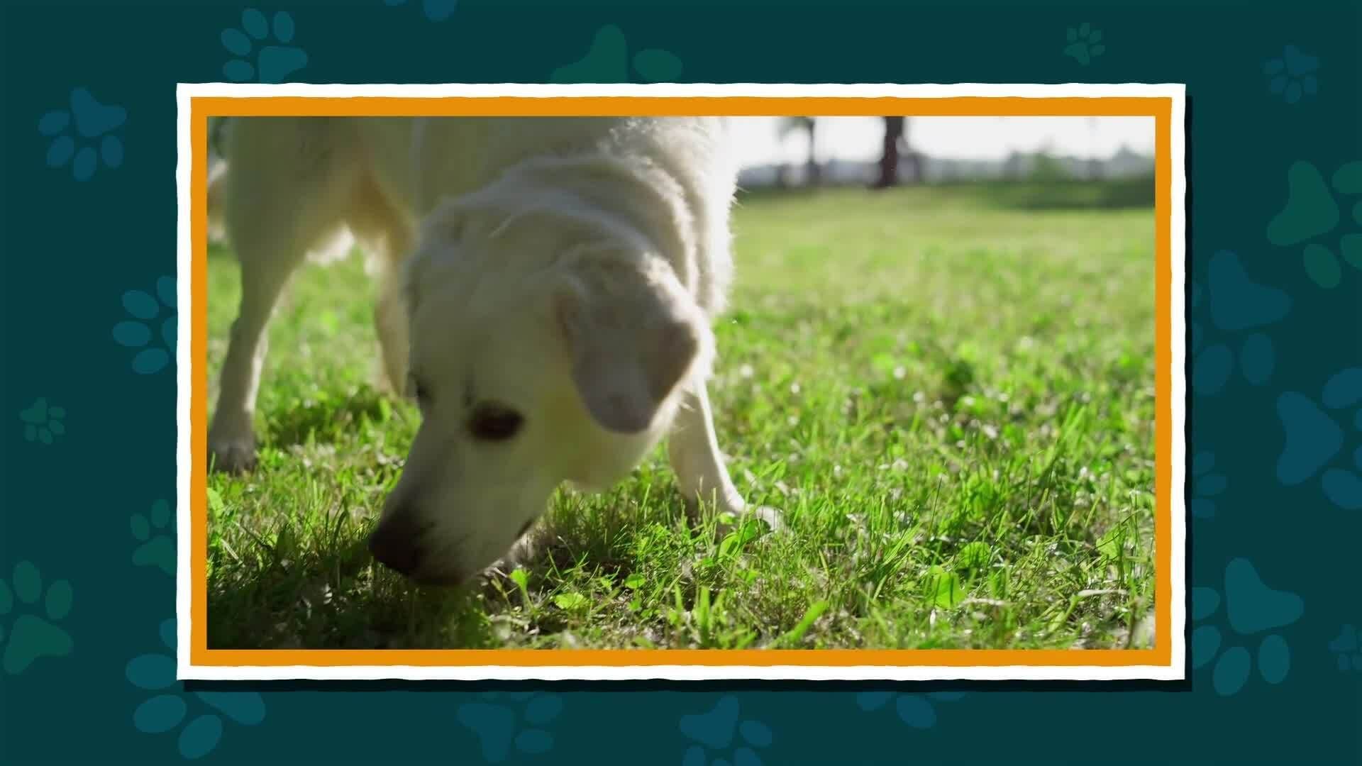 I WONDER - How Can Dogs Use Their Amazing Sense Of Smell?