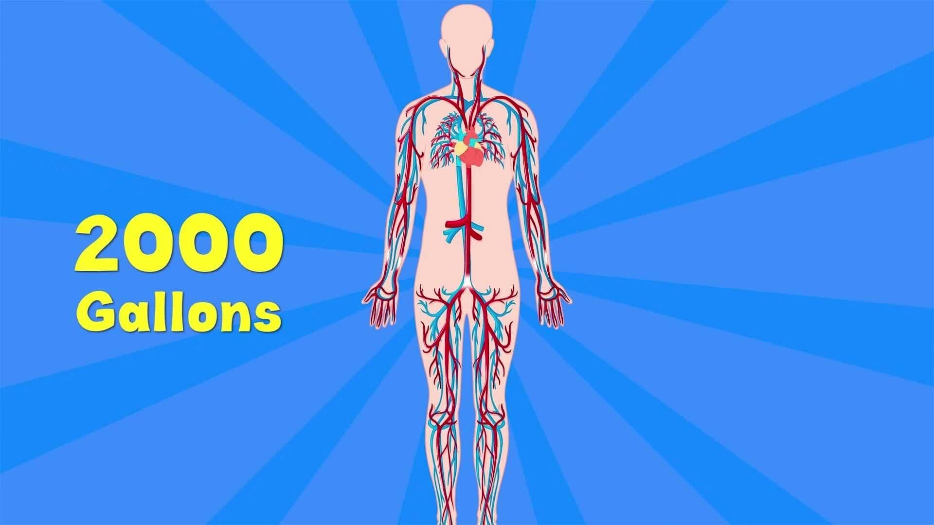 I WONDER - What Does The Heart Do?