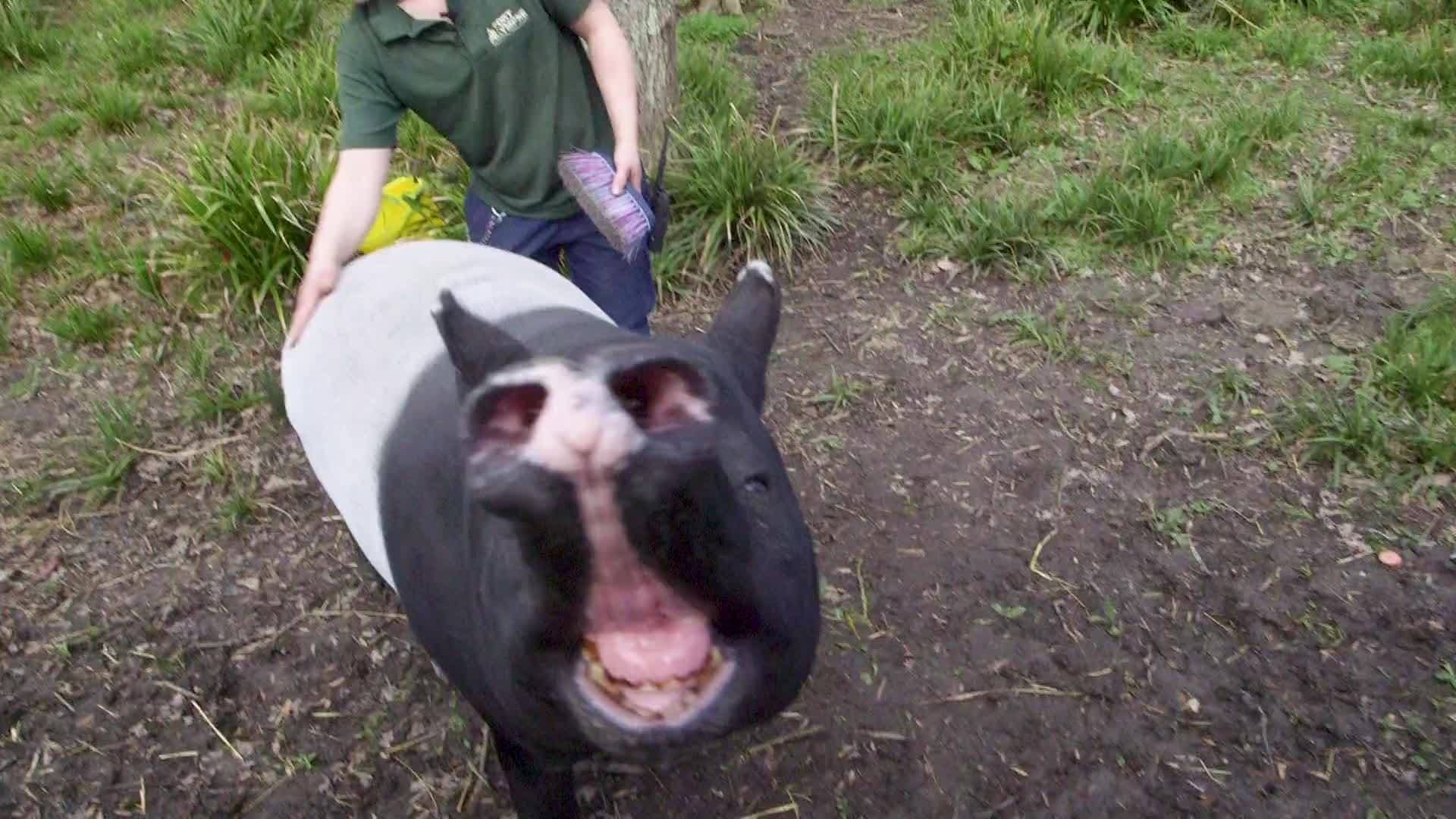 Meet Kinga: The Guinness World Record Holder for Oldest Tapir in Captivity