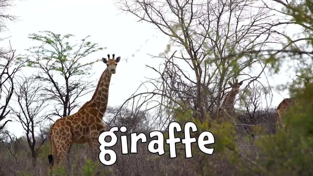 Herbivores!  Learning Herbivore animals for Kids