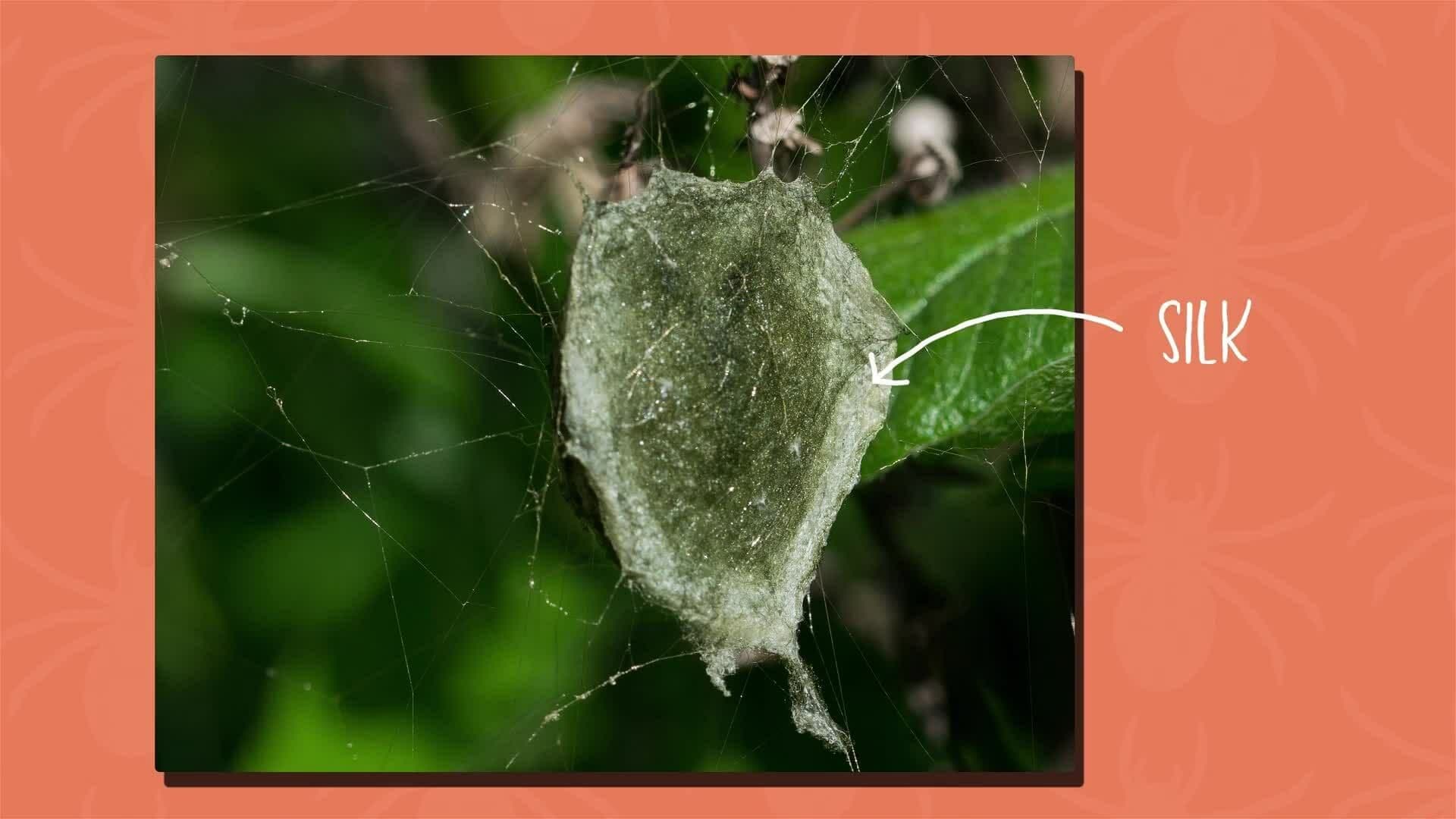 I WONDER - Do Arachnids Lay Eggs?