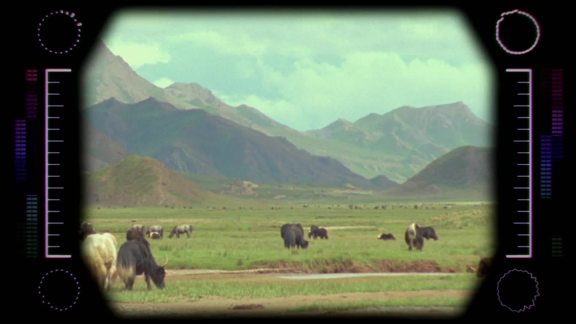 Animal Alphabet: Y is for Yak