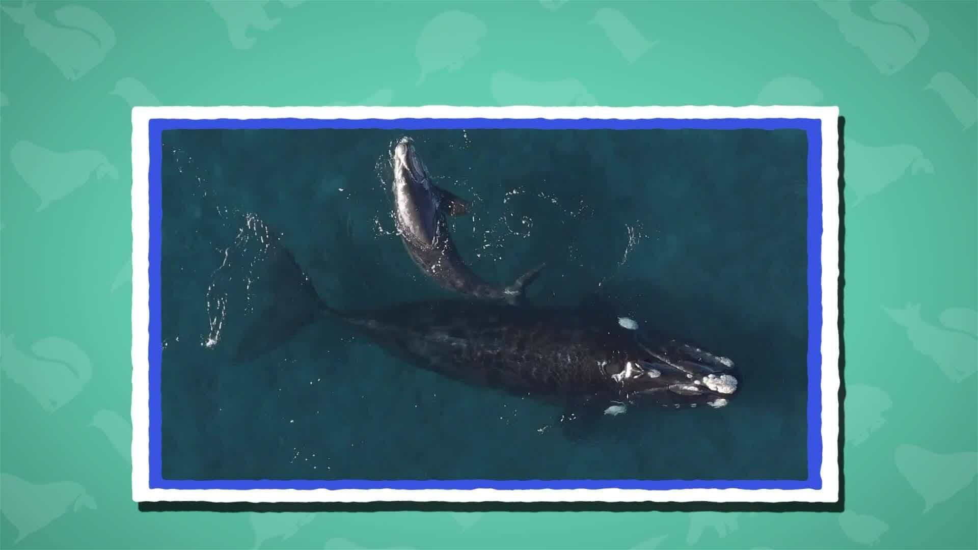 I WONDER - What Is The Largest Mammal?