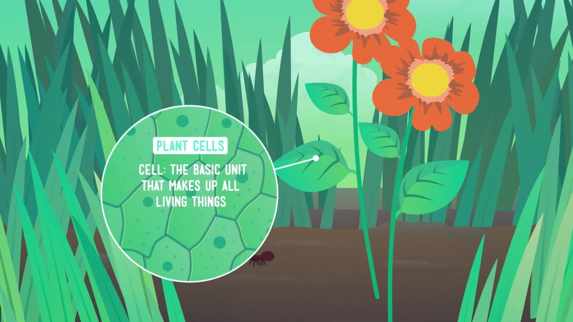 Vegetation Transformation