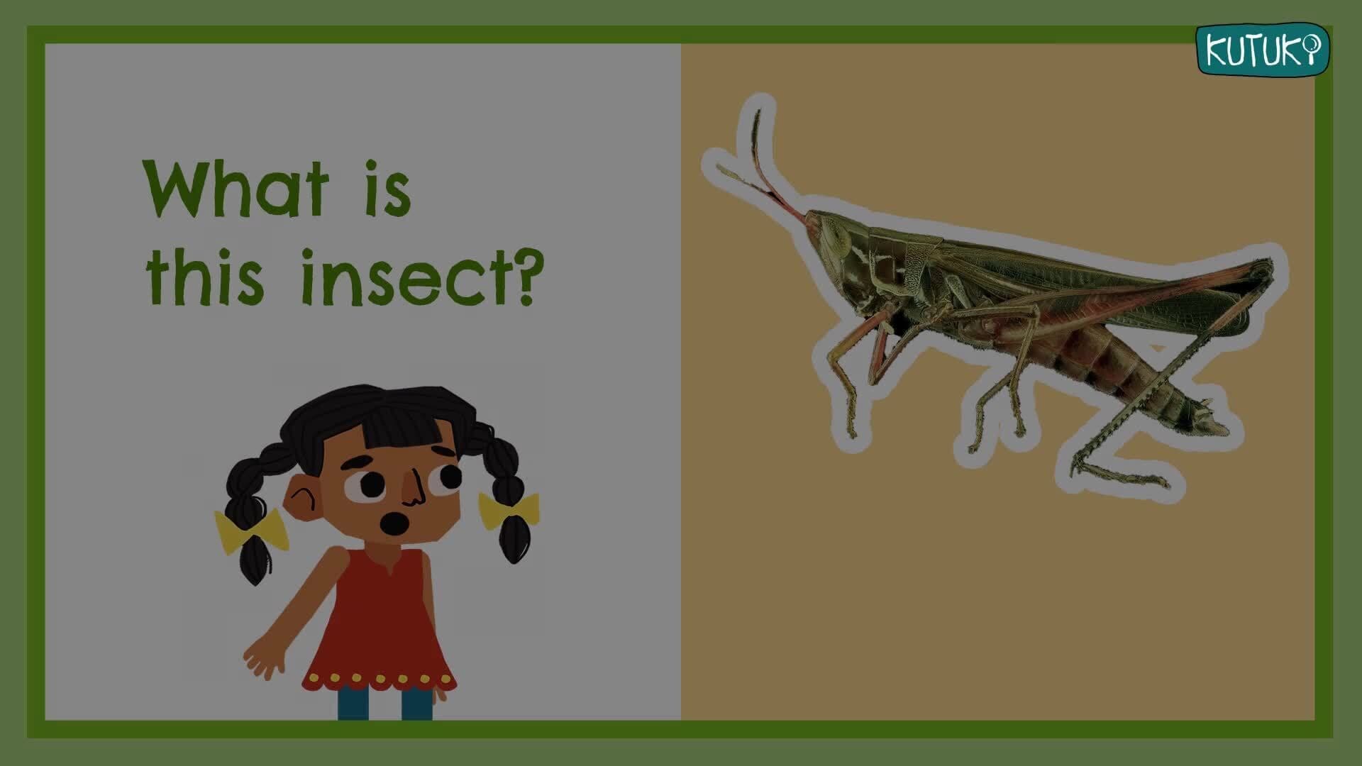 Buzzy Bugs - An Introduction to Insects