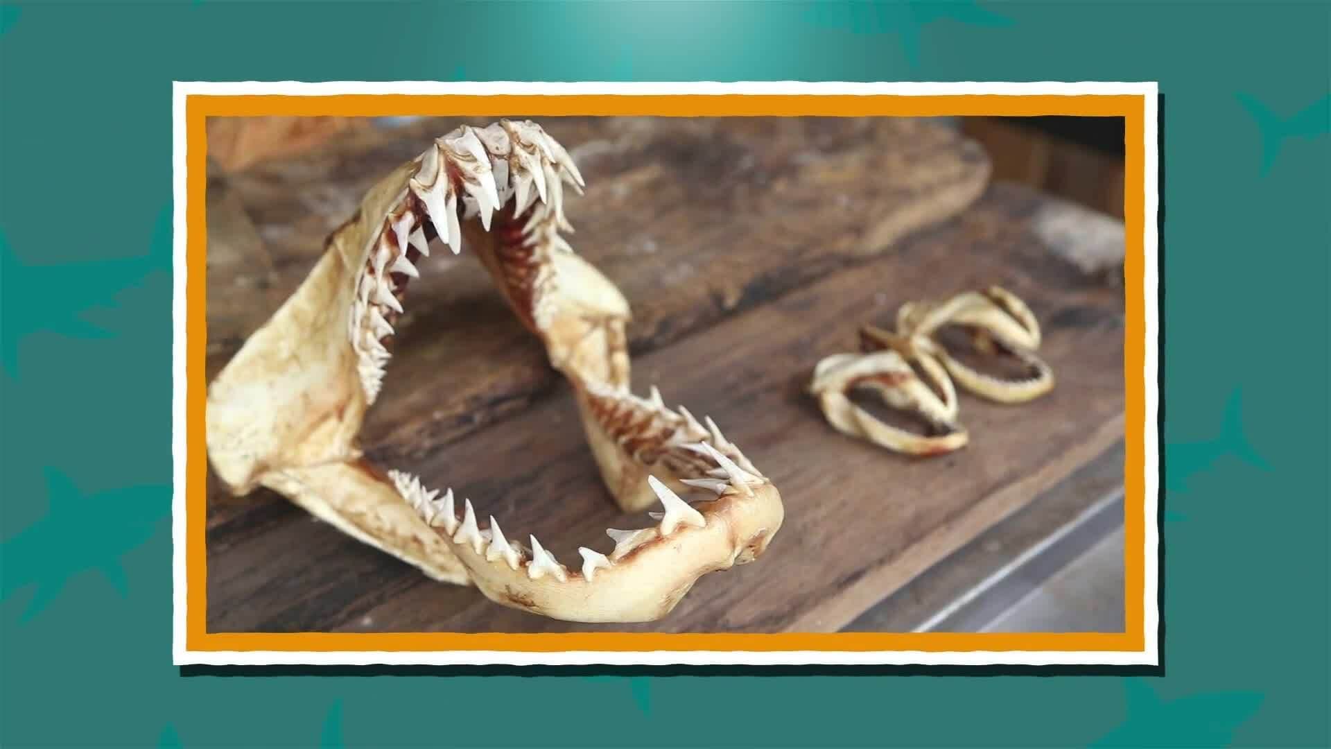 I WONDER - Do Sharks Have Bones?
